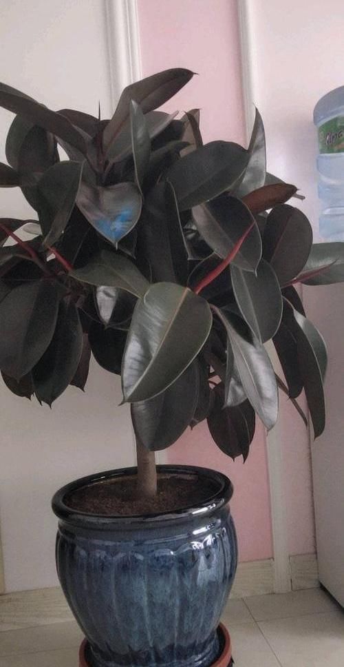 #家里#北欧四兄弟,4种阔叶植物,养在家里能加湿,夏季不用怕燥热