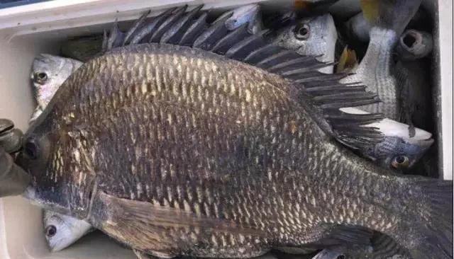  「东山叫红」46种海钓常见的鲷类鱼，最后一种高价的鱼原来也是鲷鱼，才知道