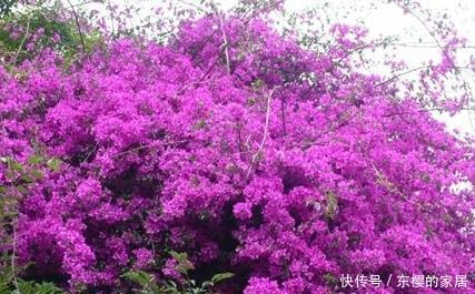 随便■这三种绿植买回来随便养都能蹭蹭长不停,真是新手必备