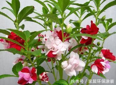 #漂亮#喜欢养护漂亮的花卉,就在家中养护3种花卉,花大色艳,长势茂盛