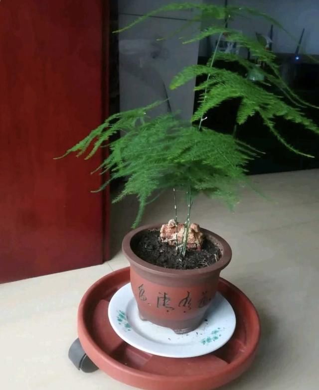  【盆土完全干】啥花都养不好？1种情况“最有可能”：好花都是浇死的！