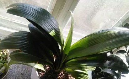 #大岩桐#这5种花,别喷水到叶子上,不然立马死掉