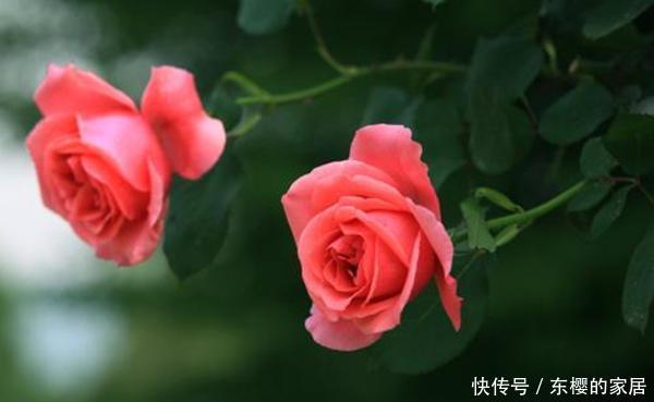  #杀菌消毒#养花先养根，一种“紫色溶液”效果好，平时滴一滴还能延长花期