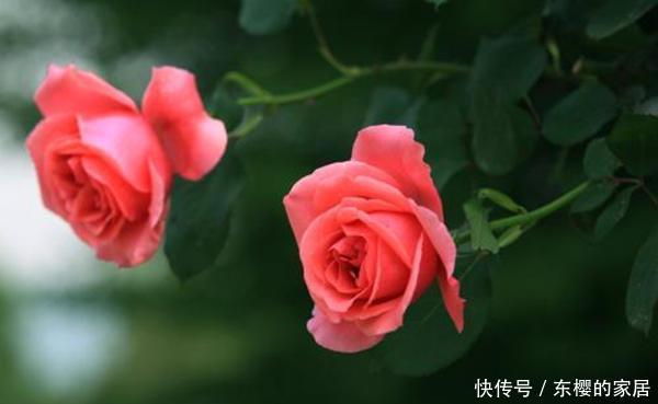 #杀菌消毒#养花先养根,一种“紫色溶液”效果好,平时滴一滴还能延长花期