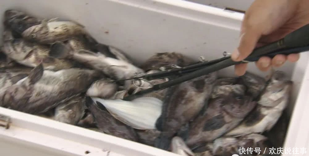 『国家级』山东荣成:海钓惊喜连连 海味流连忘返