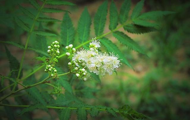  #珍珠梅#繁殖花蕾强壮、花瓣肥大的珍珠梅，这才是正确的选择