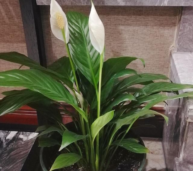 家里■家里光照不好，就养这4种花，耐阴还能勤开花！