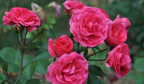 『修剪』月季花开谢后,做好这件事,花苞越开越多