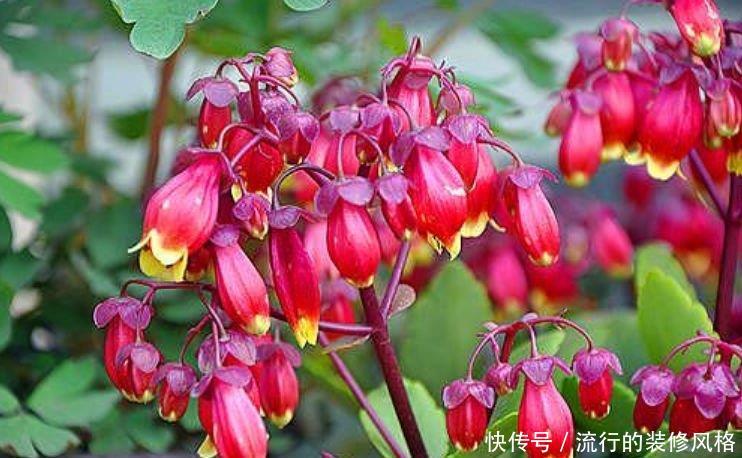  『日子』养花就养3种花，招财纳福好运来，日子越过越红火