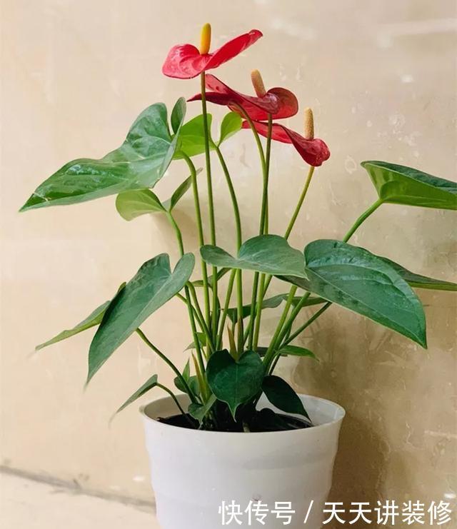  [图片作者]15种超级好养的花，不死鸟居然不是第一，“养花杀手”们试一试吧