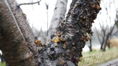  「农村」农村一种野生燕窝，曾经不被重视，现在却成了宝贝