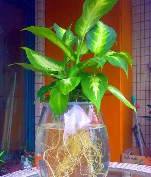  『水里面』在水培植物水里放上这些，再也不怕烂根和黄叶！