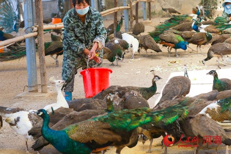  养殖|河南光山: 养殖蓝孔雀富乡亲