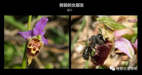  【一无所知】兰花是“骗子”？猪笼草是“坐便器”？或许你对植物的智慧一无所知