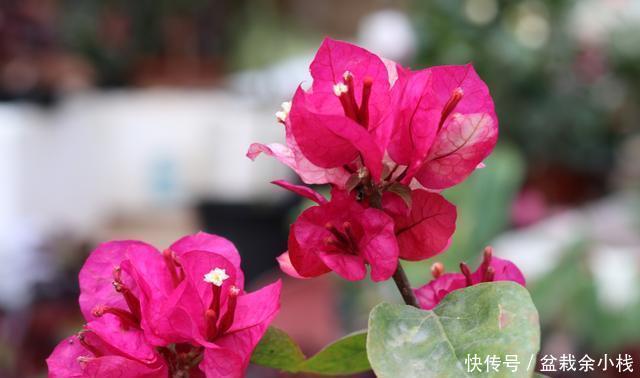  试试|三角梅扦插，有个“最简单”的方法，生根快，易成活，快去试试吧