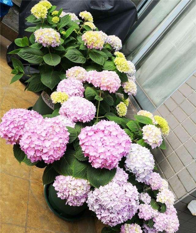 扦插■扦插绣球花,懂得3个要领,想要多少有多少,去年扦插今年开花