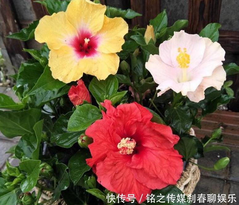  『烂漫』“3种花”很适合阳台养，花香四溢，花朵烂漫迷人，开花一簇簇！