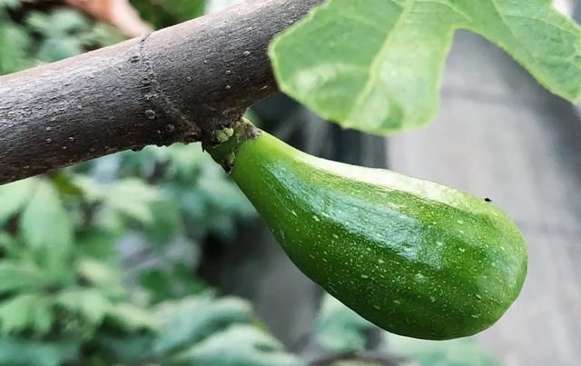  [家里]三月, 家里的植物