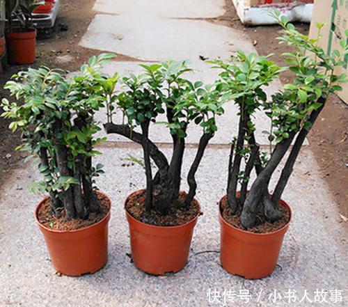 【帝王】原来有钱人家都养这个花,镇宅,招财,这可是“帝王之木”