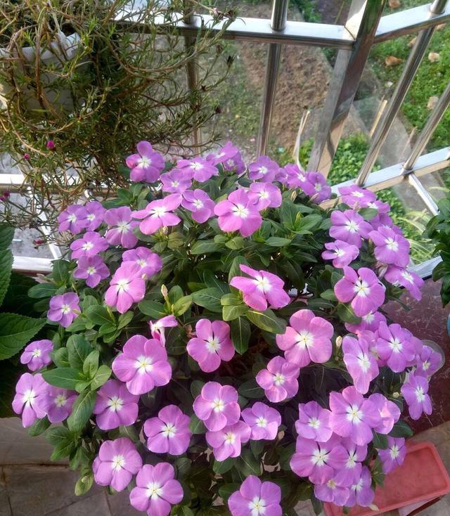  扦插繁殖■开花很勤、很美的“3种花儿”，给点阳光就开花，一直开花不断