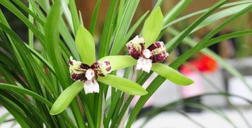  「兰花」兰花的开花的寿命是多久？在开花周期内需要注意什么？