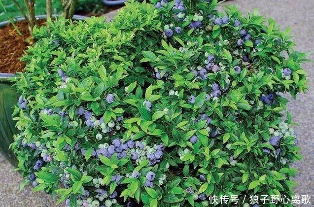 『蓝莓』阳台种蓝莓,几个小绝招,一串花一串果,一盆一百多