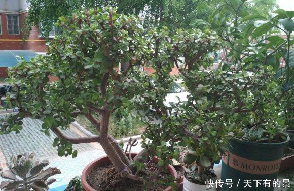  『顶端的叶子』买到药锦金枝玉叶，先把花切掉，换上新花土，1个月恢复健康