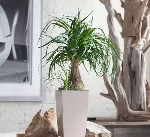  『植物』远离植物杀手，你需要这12种植物