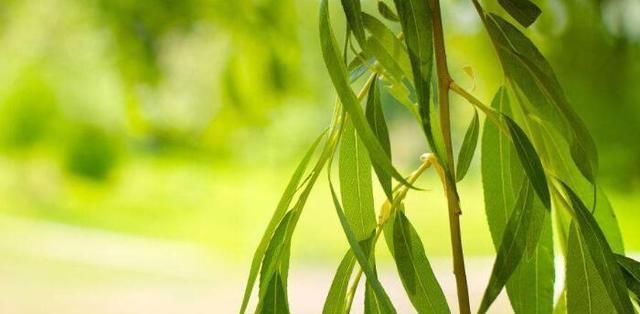  『植物的生根』便宜又高效！这三种居家生根剂你之前知道吗？效果可真不错！