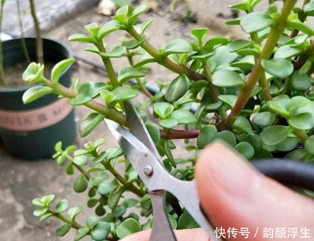  【枝条】路边挖一棵马齿苋，养成老桩做盆景，开花一层层，真值钱了
