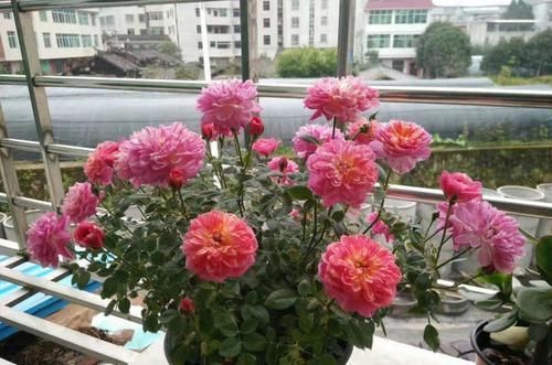  「郁郁葱葱」懒人这几款花，管理简单花量大，郁郁葱葱，盛开时繁花似锦