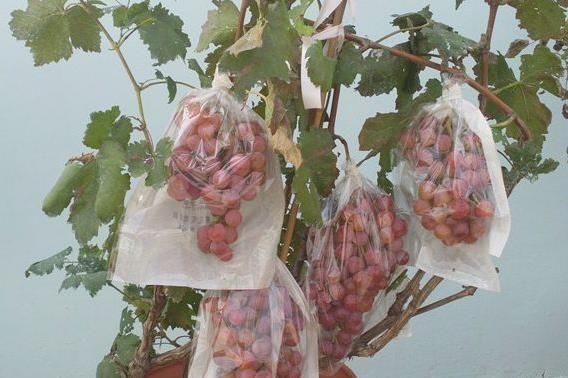  「葡萄」1根枝条插土里,10天生根,来年结果,一结一箩筐,吃不完!