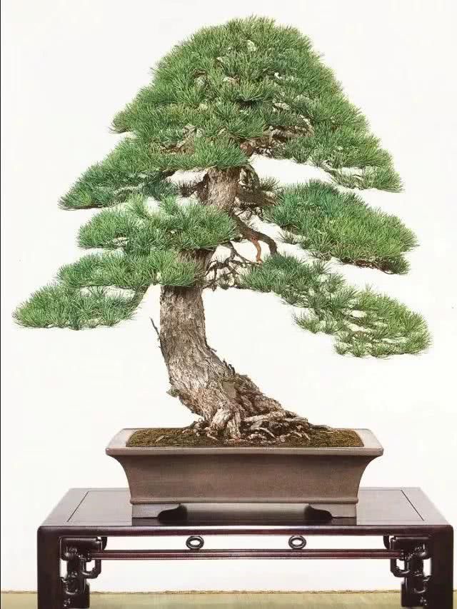 『感悟』盆景人感悟:勤奋,成就生活之美!