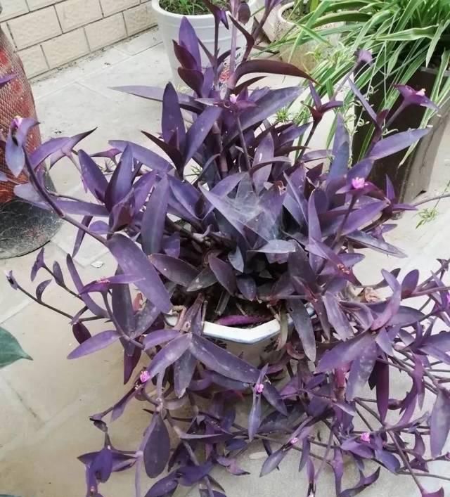  『比花』这几种受欢迎的耐阴花，一养就上瘾，叶子比花美！