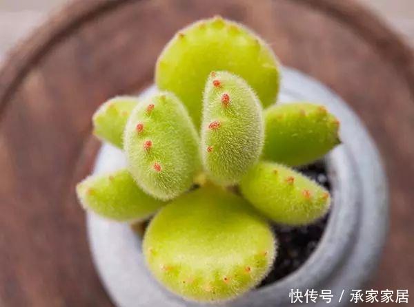  【漂亮】十大最漂亮的多肉植物，推荐景天科最漂亮的十款多肉植物