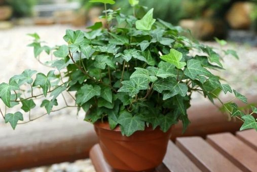  【蕨类植物】3种花，好养易打理，还能杀菌除尘，春季室内养一盆，满屋飘香