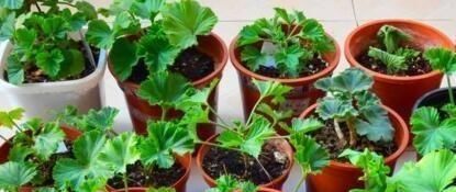  水里@5种花“趁着”春天快扦插，枝条丢水里，5天就生根，好活长得快