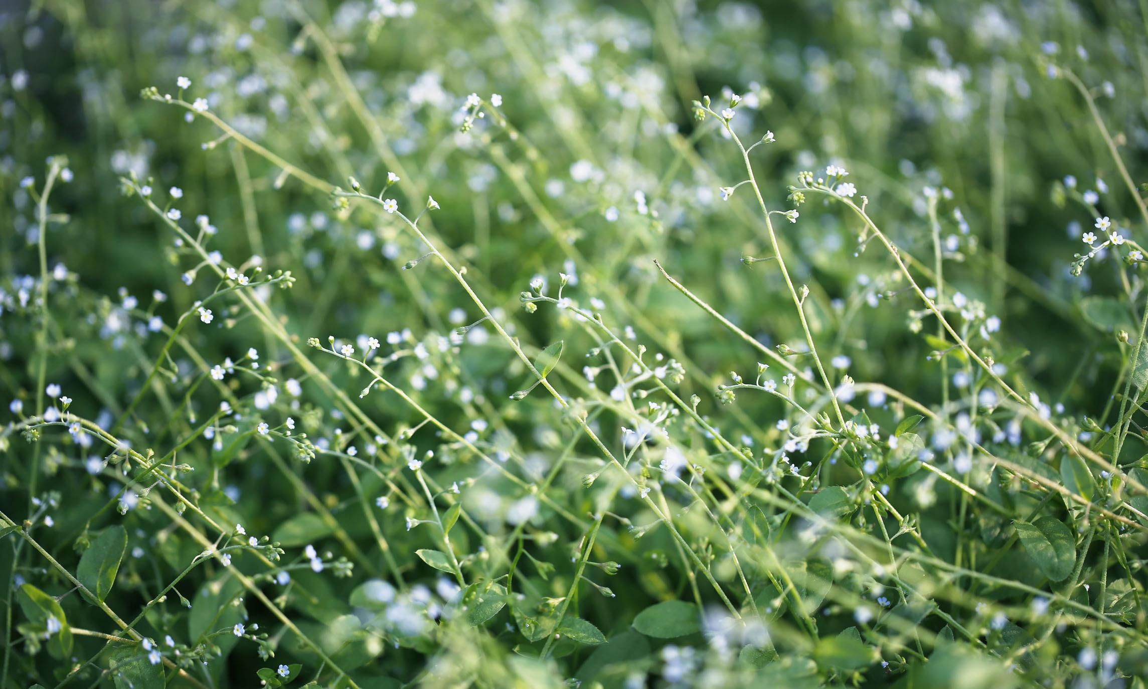  「植物」喜欢养植物是一种什么体验，你都有养过些什么呢