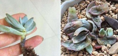 【浇水一定】多肉“茎腐病”怎么治？“1招”起死回生，比用药还管用！