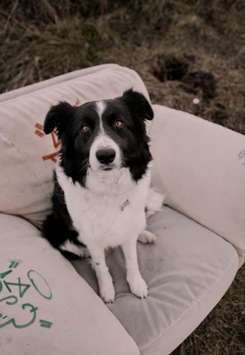  寿星：英国史上最长寿的一只狗狗寿星已经21岁了，相当于人类的147岁