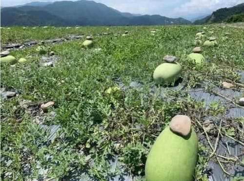 农民种植西瓜，总会往西瓜上“压石头”，其作用一般人都不会懂！