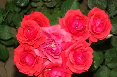  「值得」喜欢在家中养护美丽的花，就选3种花卉，花色绚丽多彩，值得拥有