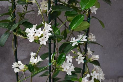  『拥有』家里养这些花朵，容易爆盆，花开绚丽多彩，值得拥有