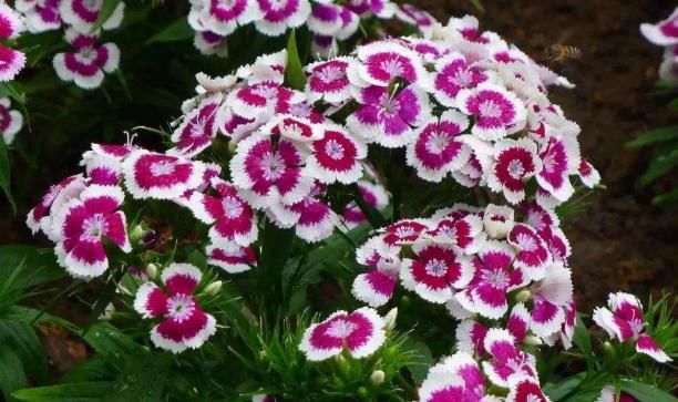  『清新』这几款花卉颜值高，养在阳台只要有水就能活，花朵清新淡雅，超美
