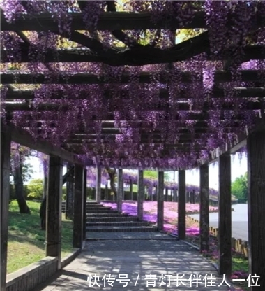  庭院：庭院花架搭配这些植物，美翻了！