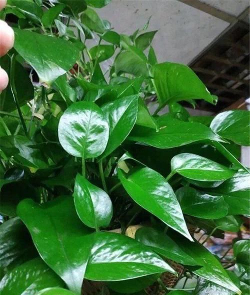  「抗冻」给花喂点抗冻肥，叶子又肥又绿，越长越有劲儿！