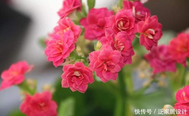 「养花」养花就养3种“贱养”的,现在正是养护的好时候,开花量大花期长