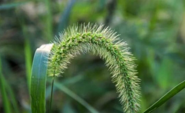  【药草】农村常见的“狗尾草”，危害农田，农民见到就拔，竟还