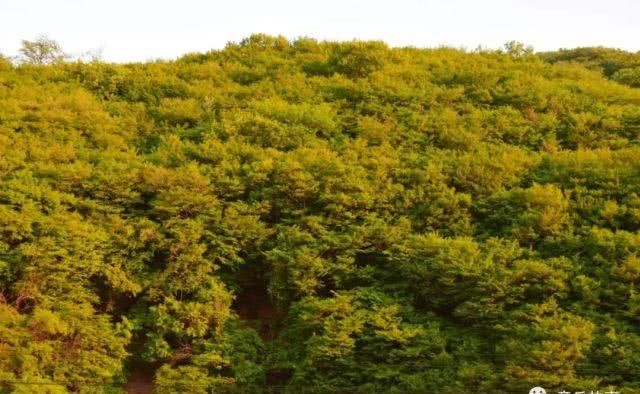 章丘南部山区有一片罕见的珍贵树木