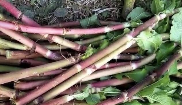  回家@这野草以前农村很多，小孩当零嘴，大人采摘回家炒菜，今越